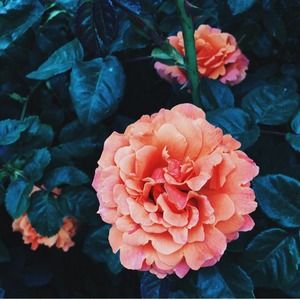 Meet your Posher, Ayne